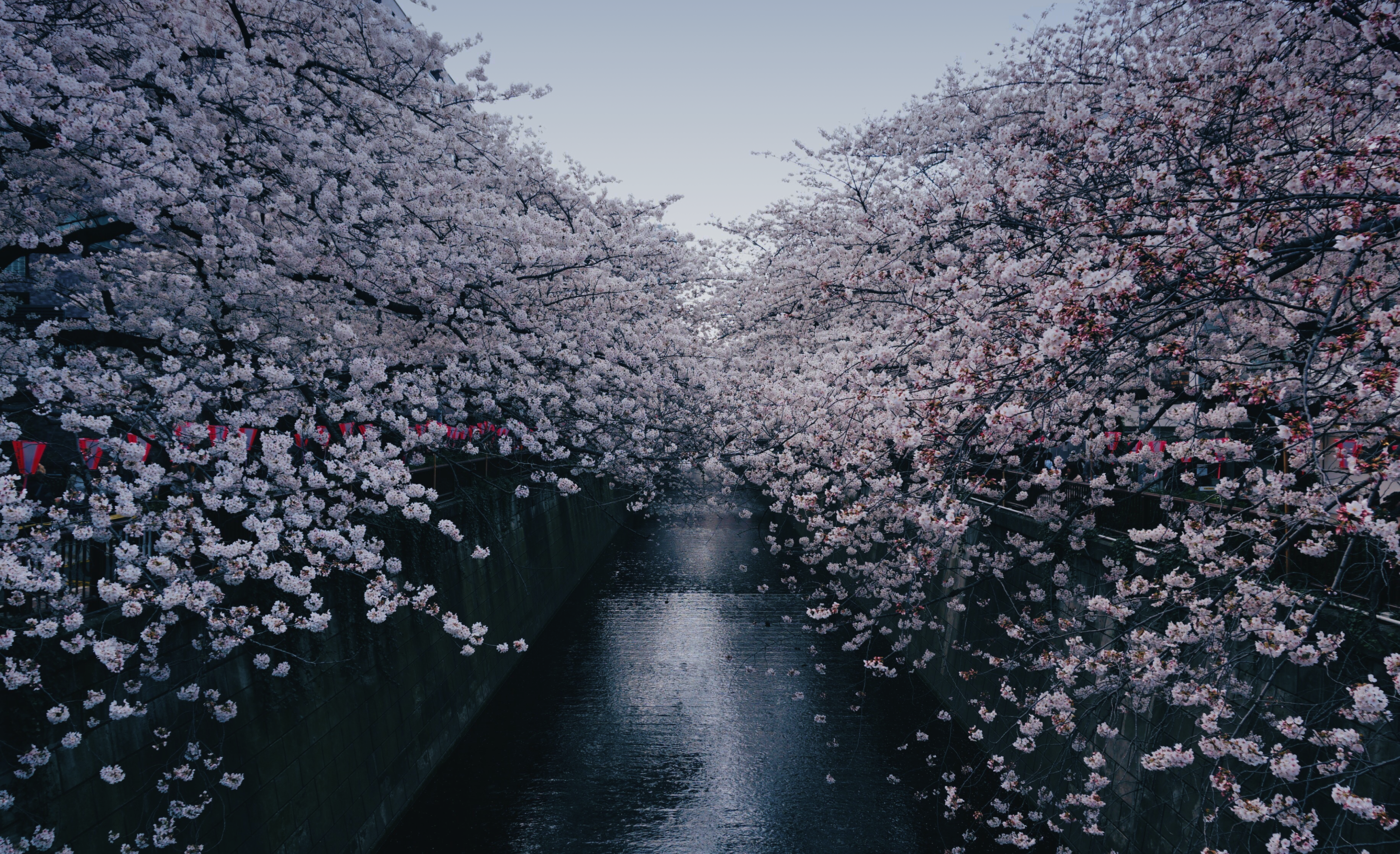 満開の桜が美しく枝を広げる河沿いの景色。桜の花びらが水面に映り込んでいる