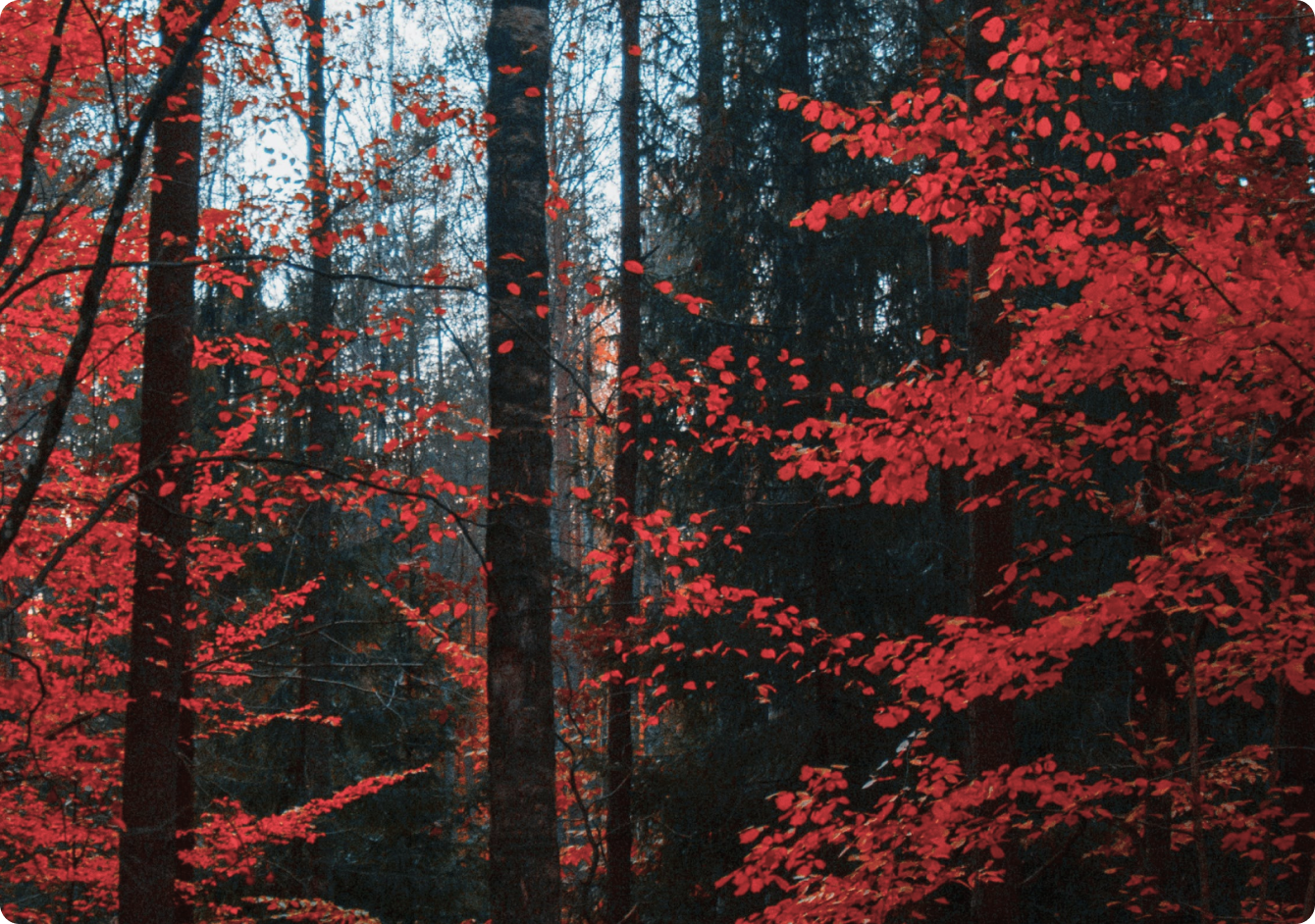紅葉した赤い葉が目立つ森の中の風景